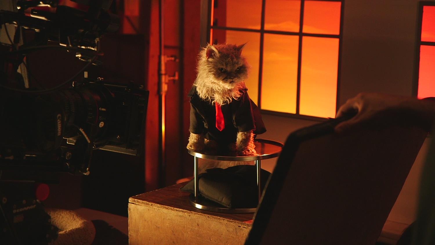 Recap With Cats: Behind The Cuteness Recap With Cats: Behind The Cuteness