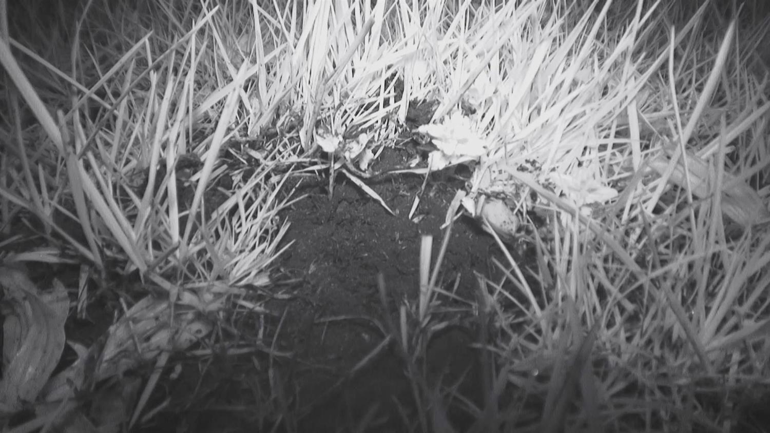 Bonus Scene: Worm Hunters Bonus Scene: Worm Hunters