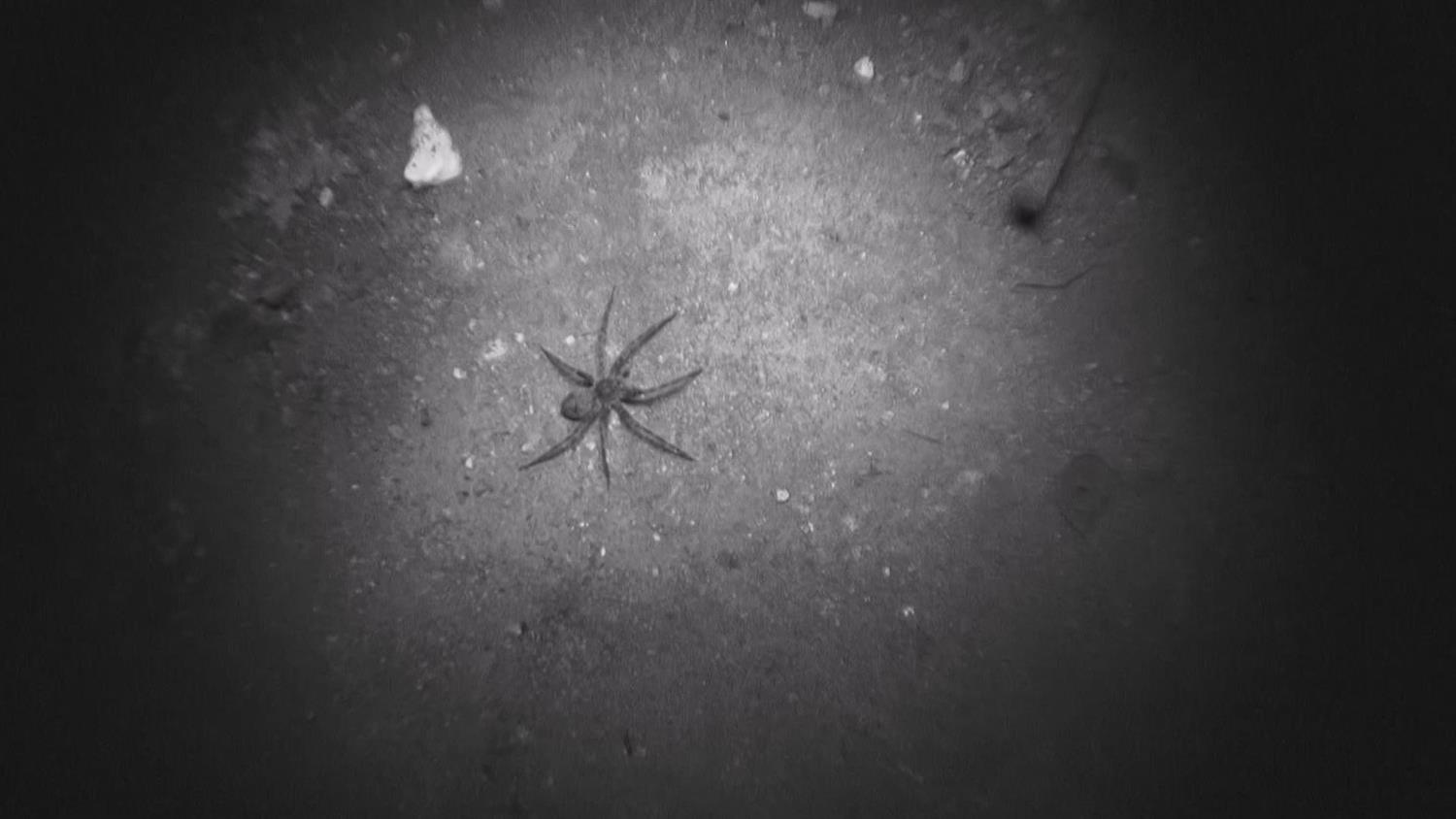 Bonus Scene: Creeping Crawlies Bonus Scene: Creeping Crawlies